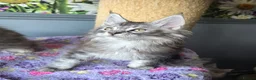 Maine Coon cats for sale: Stunning TICA Maine Coon kittens - Advert 3