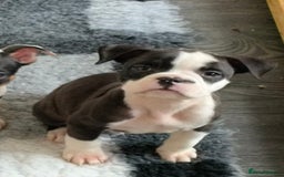 Mixed Breed dogs for sale: Price reduced!! Ready to go now! in Preston - Image 16
