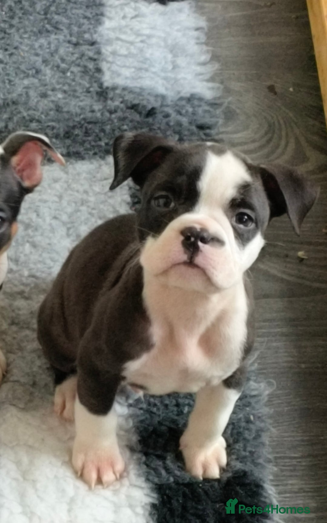 Mixed Breed dogs for sale: Price reduced!! Ready to go now! in Preston - Image 16