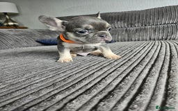 French Bulldog dogs for sale: Gorgeous frenchie pups  - Image 33
