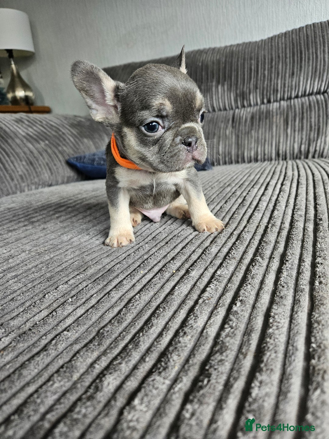 French Bulldog dogs for sale: Gorgeous frenchie pups  - Image 33