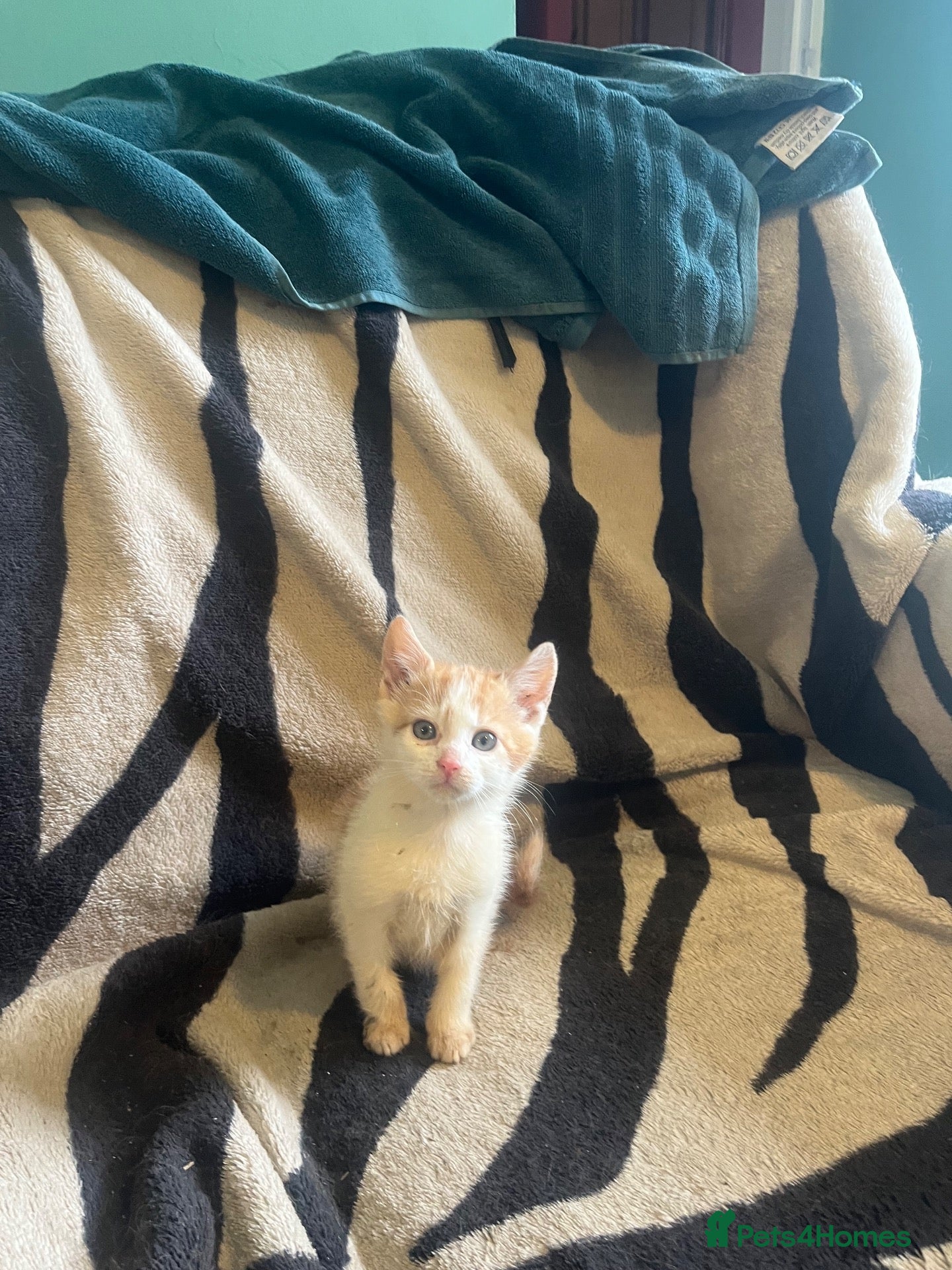 Mixed Breed cats Kittens looking for their forever homes  - Advert 1