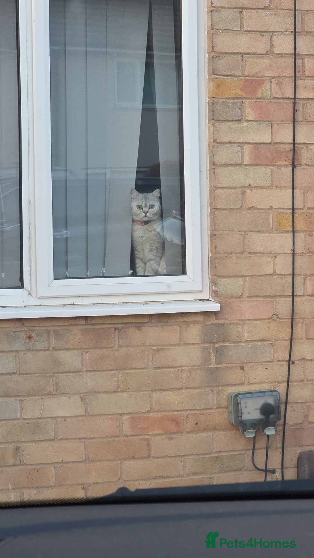 British Shorthair cats for sale: Norwegian forest cat x - Image 20