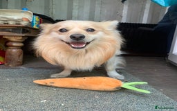 Pomchi dogs for stud: Stud to breed Pomchi (Pomeranian x chihuahua) - Image 2