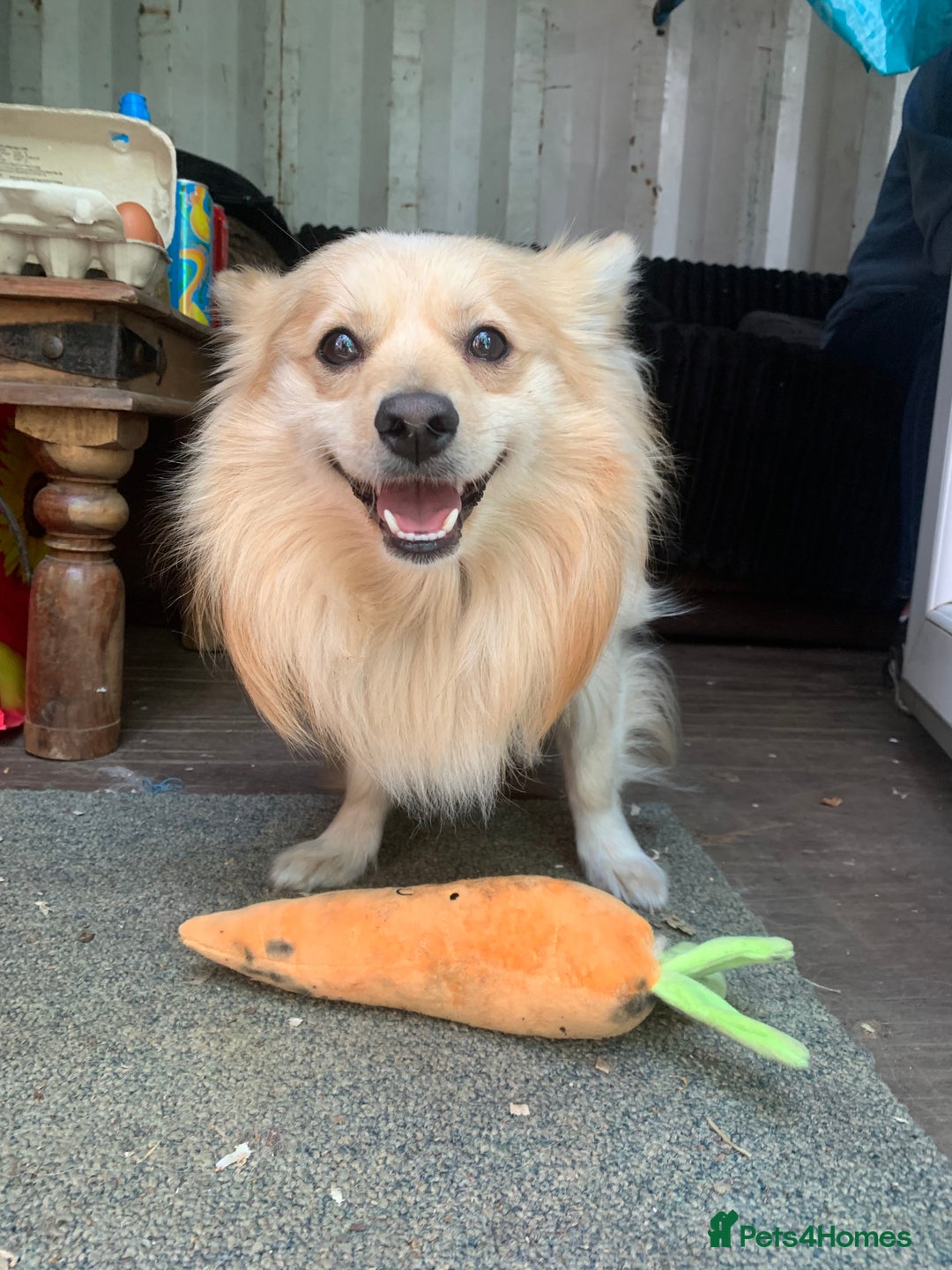 Pomchi dogs for stud: Stud to breed Pomchi (Pomeranian x chihuahua) - Image 2