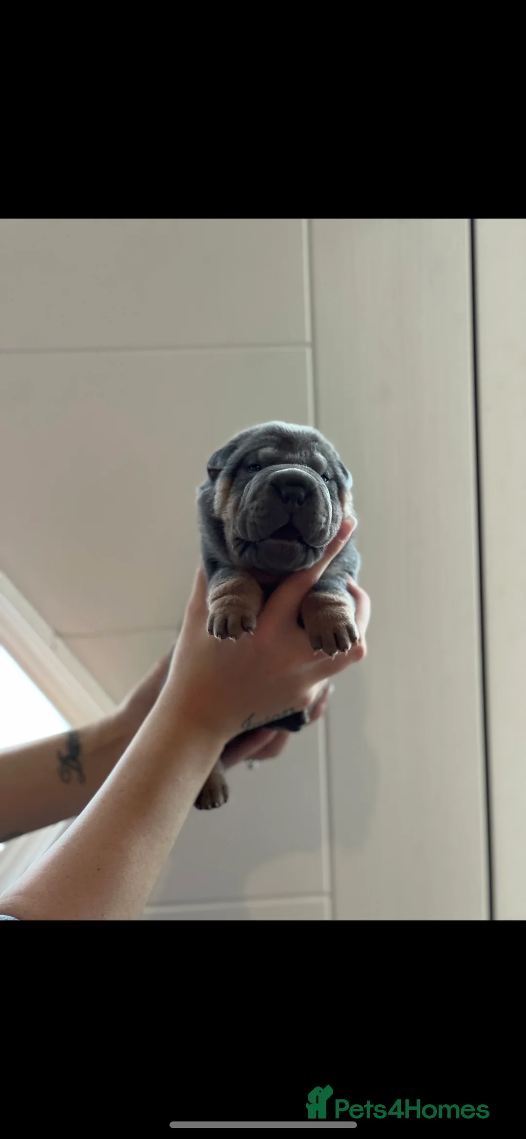 Shar Pei dogs for stud: kc reg health tested bva eye tested  in Sunderland - Advert 12