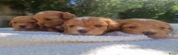 Poochon dogs for sale: Health tested beautiful poochons  - Advert 7
