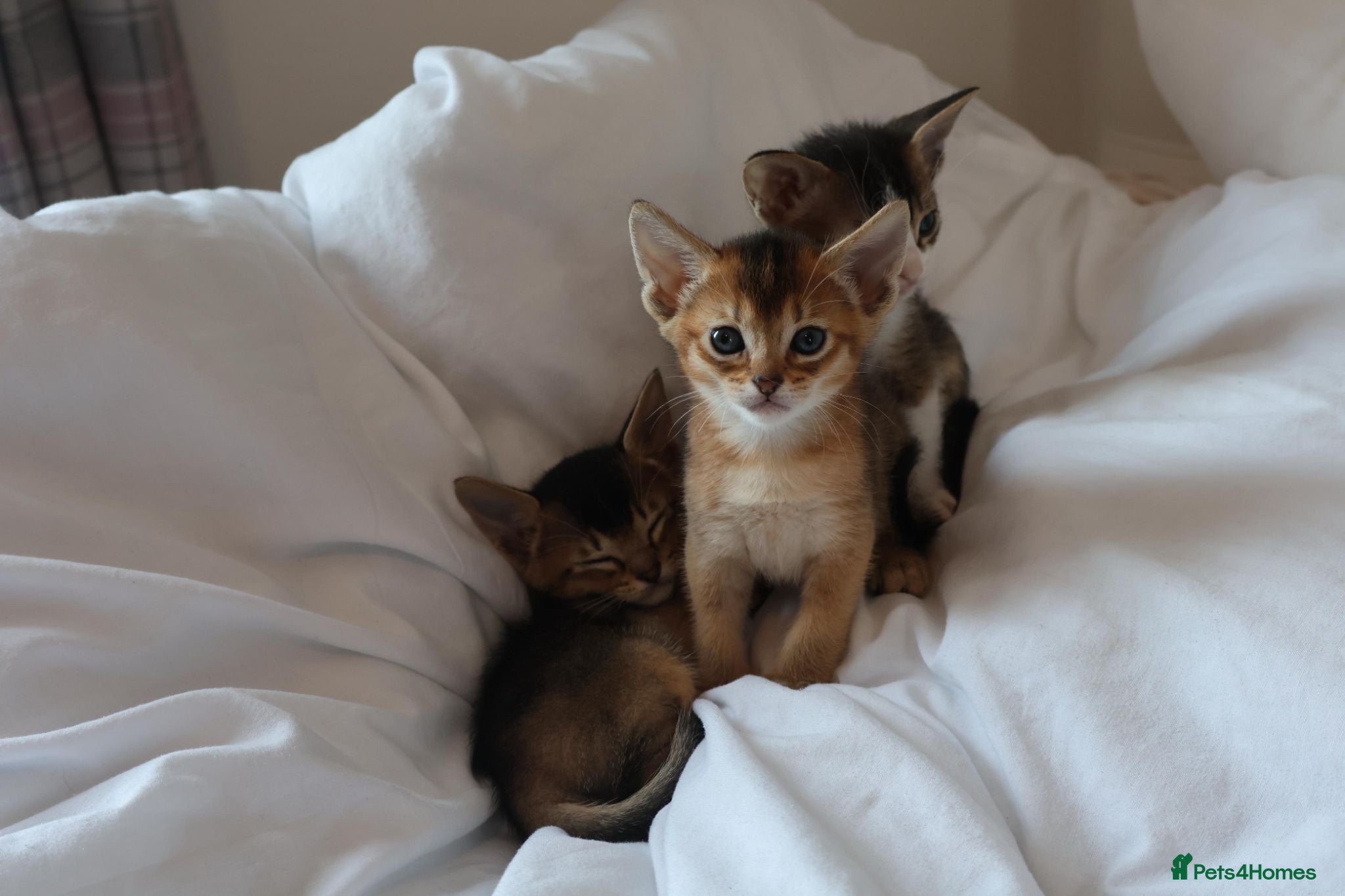 Mixed Breed cats Abyssinian X (Abyssinian X) - Advert 8