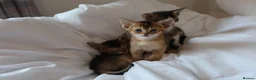 Abyssinian cats for sale: Abyssinian X (Abyssinian X) - Advert 1