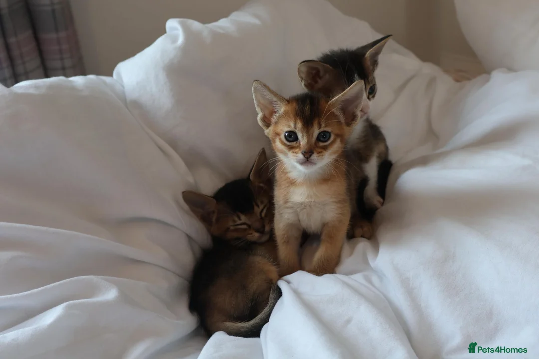 Abyssinian cats for sale: Abyssinian X (Abyssinian X) - Advert 1