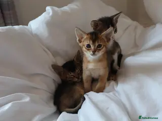 Mixed Breed cats Abyssinian X (Abyssinian X) - Advert 14