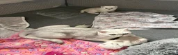 British Shorthair cats for sale: 1 Girl Left - British Shorthair Silver Kittens - Advert 7