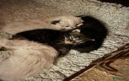 Mixed Breed cats for sale: Ragdoll x Maine coon kittens - Image 14