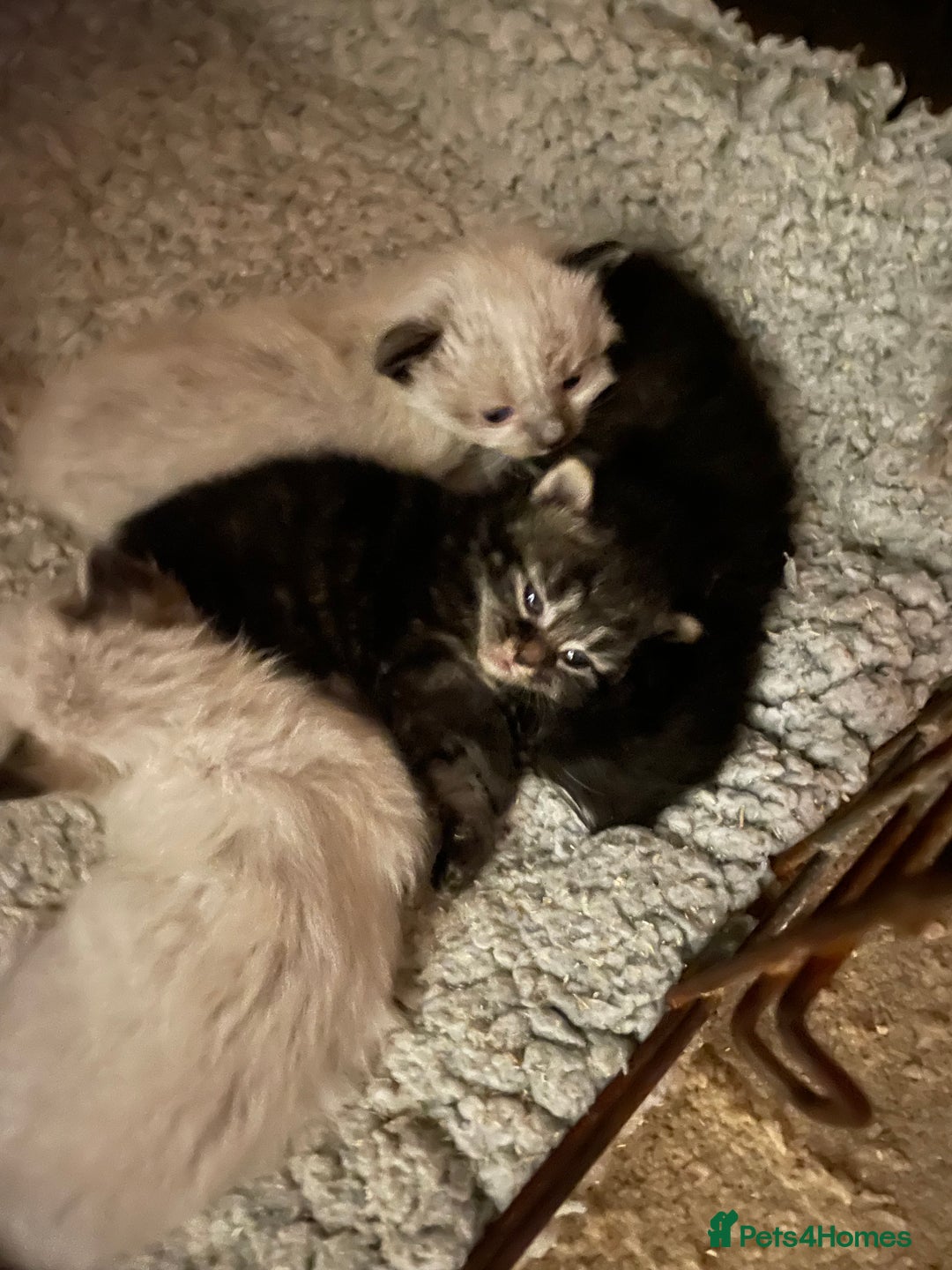 Mixed Breed cats for sale: Ragdoll x Maine coon kittens - Image 14