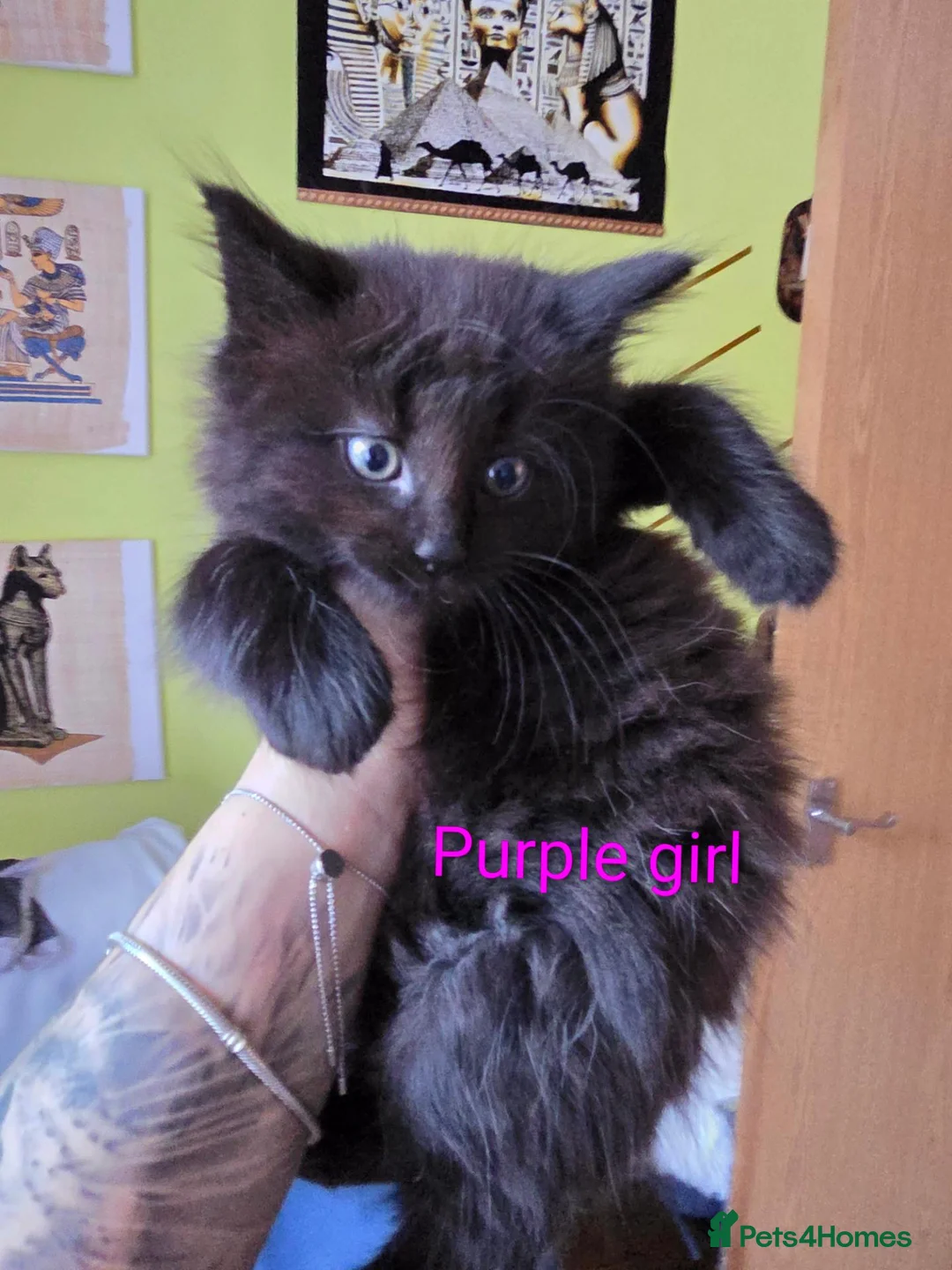 Mixed Breed cats for sale: Beauty litter of ragcoon -tuxedo cross  in Preston - Advert 22