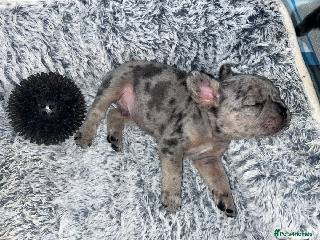 French Bulldog dogs for sale: Two, 10 Week Fluffy French Bulldogs  - Advert 18
