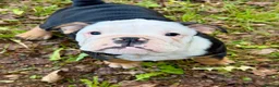 English Bulldog dogs for sale: KC Registered English Bulldog Puppies  - Advert 7