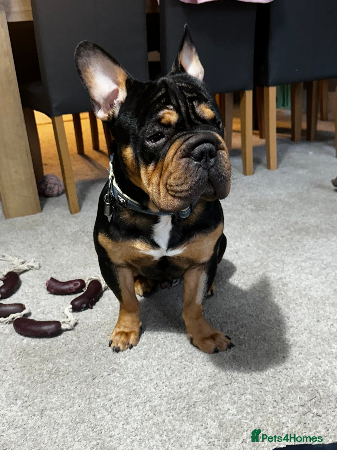 Mixed Breed dogs for sale: Apollo is ready for his new home - Advert 5