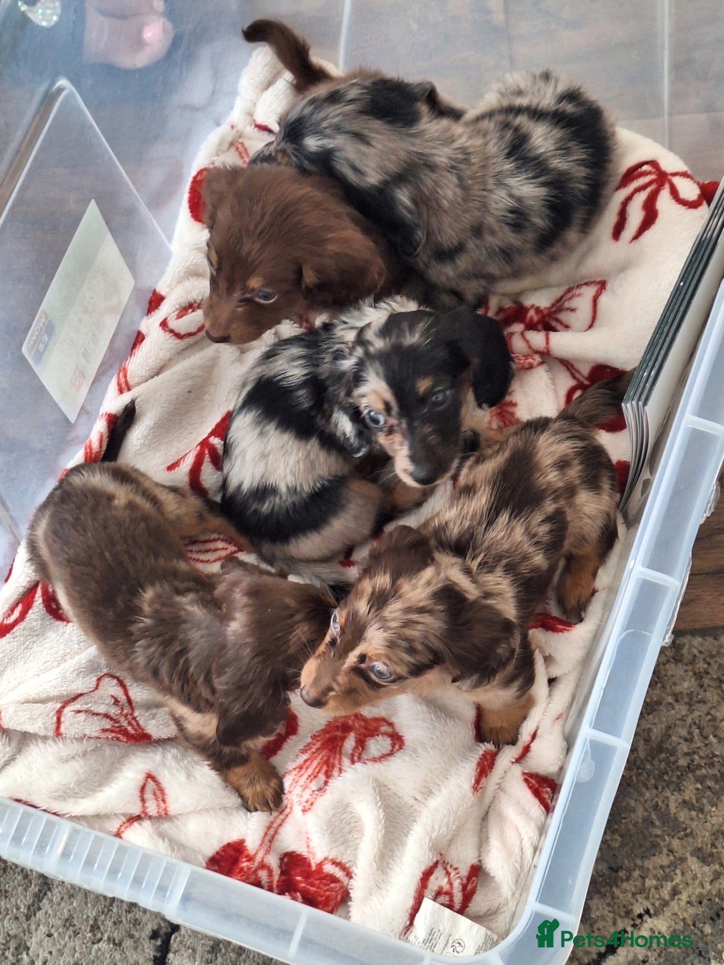 Miniature Dachshund dogs Fluffy miniature dachshund  - Advert 2