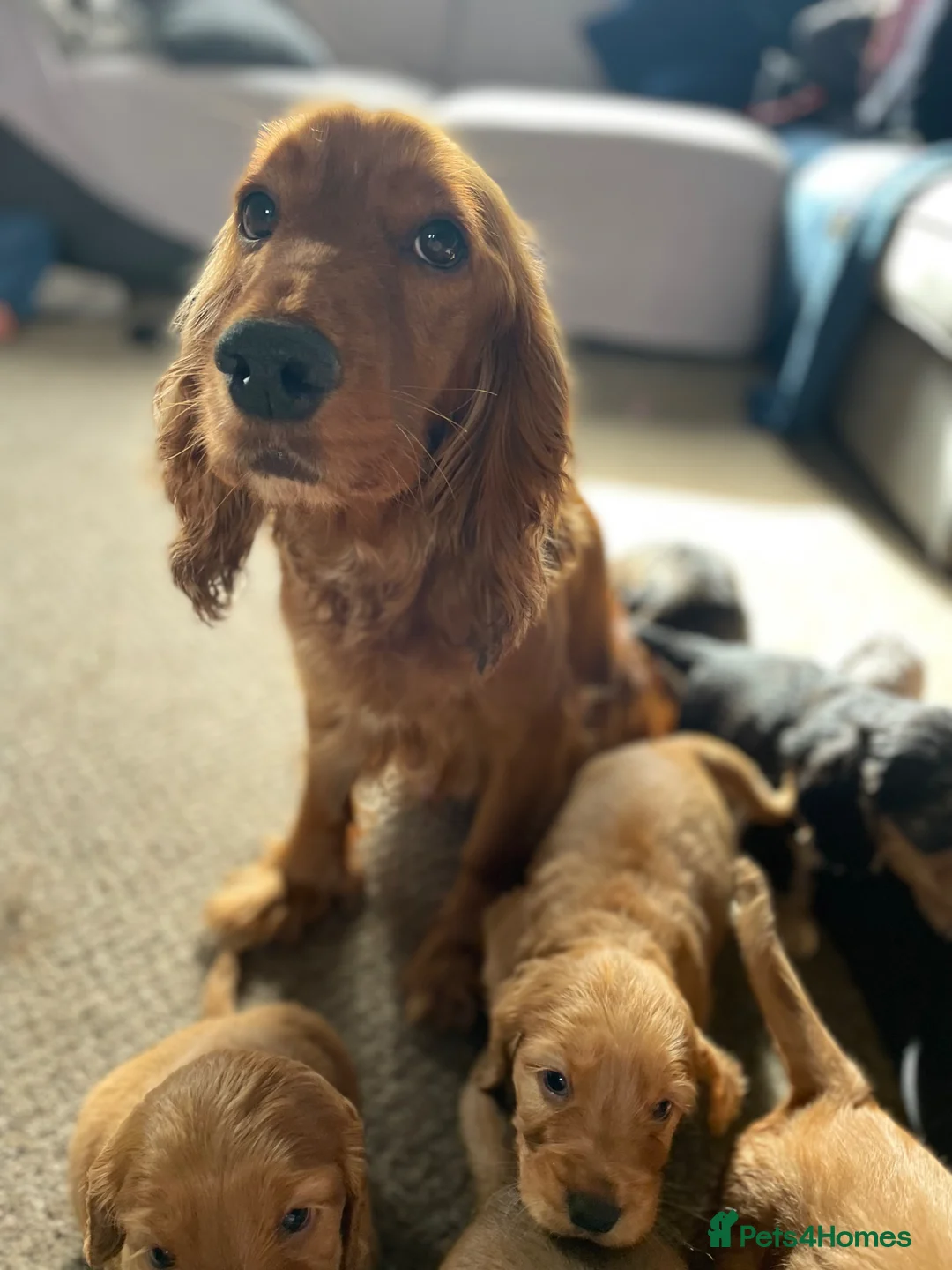 Cocker Spaniel dogs for sale: Stunning Show Cocker spaniels  - Advert 2