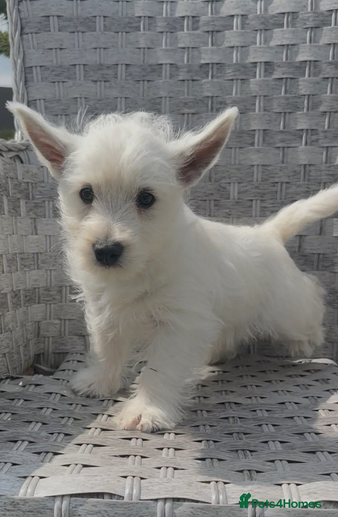 West Highland Terrier dogs for sale: Beautiful west highland terrier pups - Advert 18