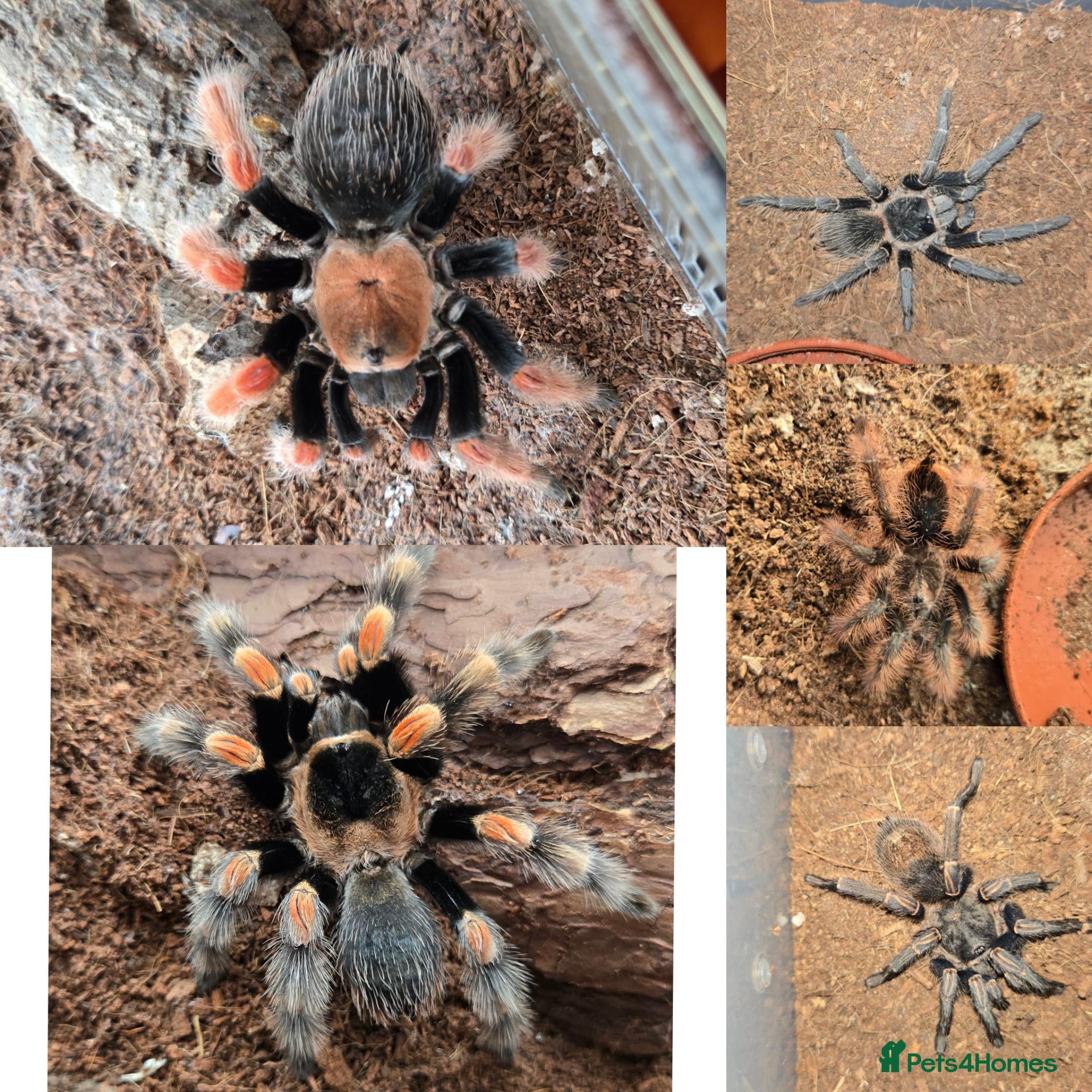 Tarantulas invertebrates 5 tarantulas, with enclosures see description  - Advert 11