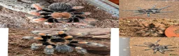 Tarantulas invertebrates for sale: 5 tarantulas, with enclosures see description  in Bristol - Advert 1