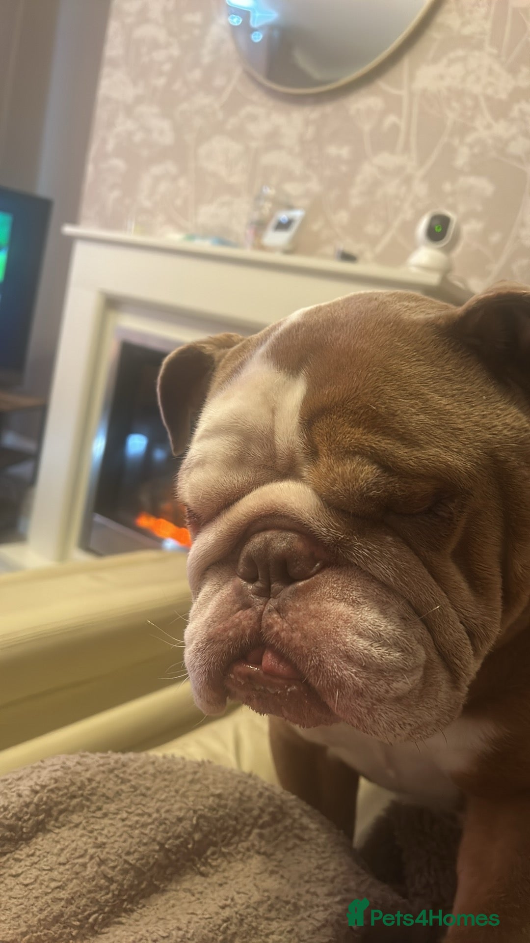 English Bulldog dogs English Bulldog 6 years old  - Advert 4