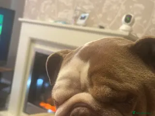 English Bulldog dogs English Bulldog 6 years old - Advert 4