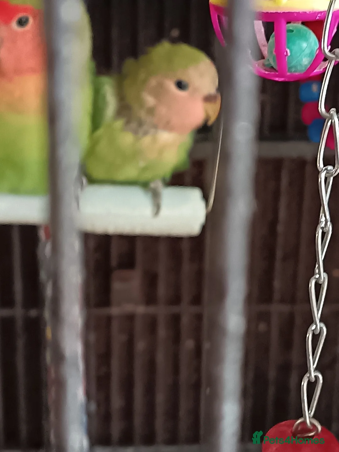 Lovebirds birds for sale: Lovebirds in Peterborough - Advert 2