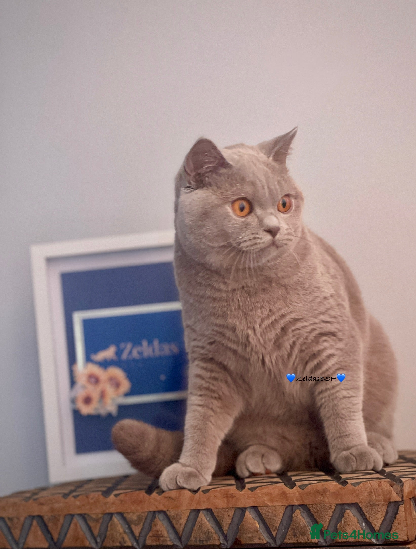 British Shorthair cats 🩵Precious BSH lilac boys💙 - Advert 18