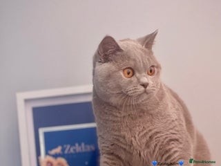 British Shorthair cats - Advert 4
