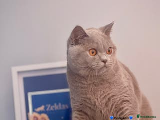 British Shorthair cats 🩵Precious BSH lilac boys💙 - Advert 18