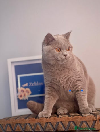 British Shorthair cats - Advert 1