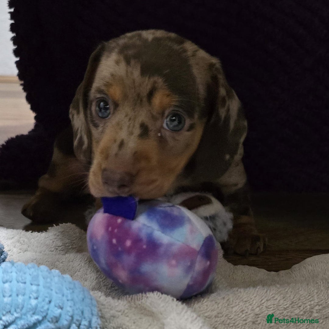 Miniature Dachshund dogs for sale: Two Beautiful Boys - Advert 24