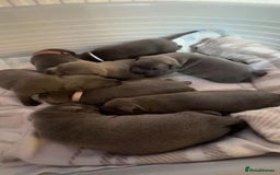 Staffordshire Bull Terrier dogs for sale: Blue staff puppies - Image 5