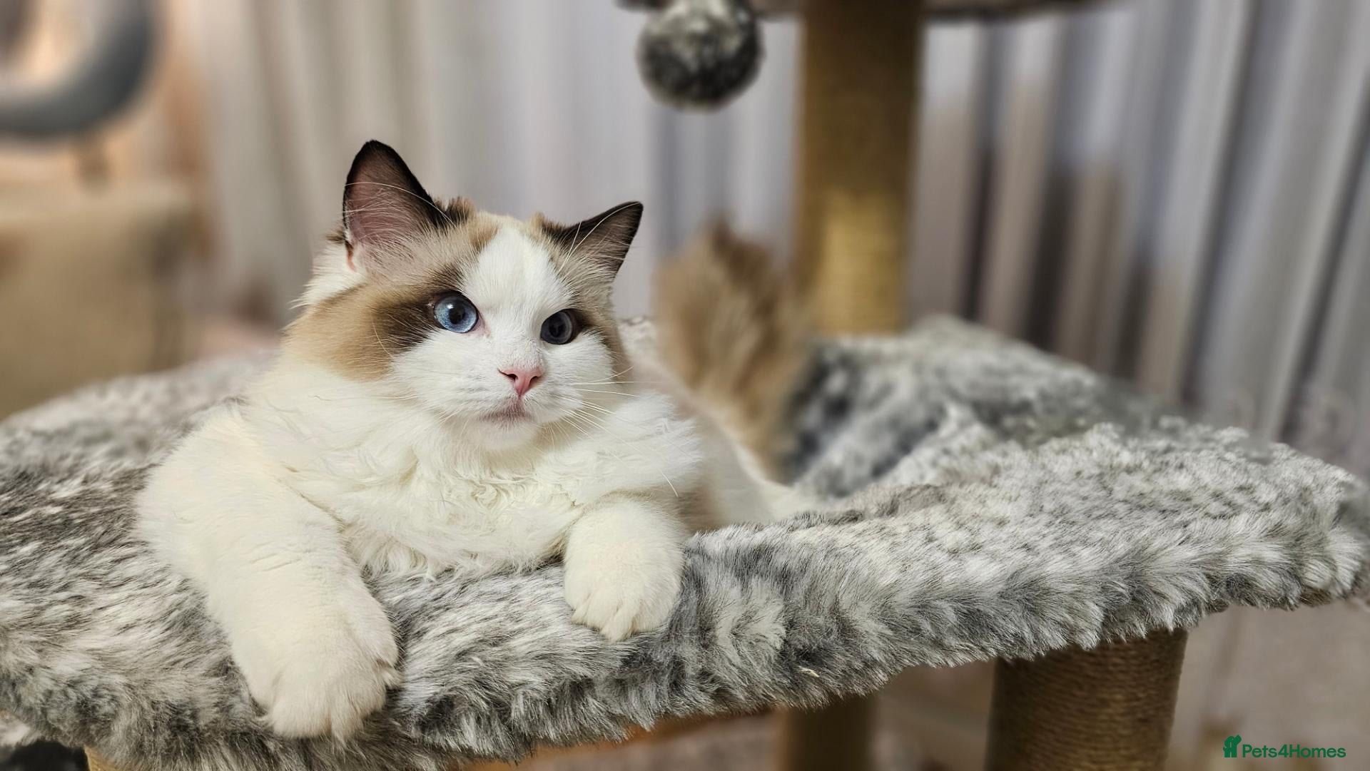 Ragdoll cats STUNNING GCCF REGISTRED RAGDOLLS - Advert 1