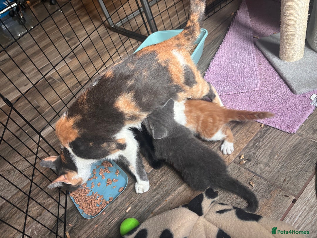 Mixed Breed cats for sale: 5 gorgeous kittens  - Image 5