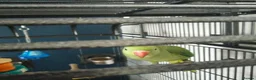Parakeets birds for sale: Indian ring neck parrot  - Advert 4