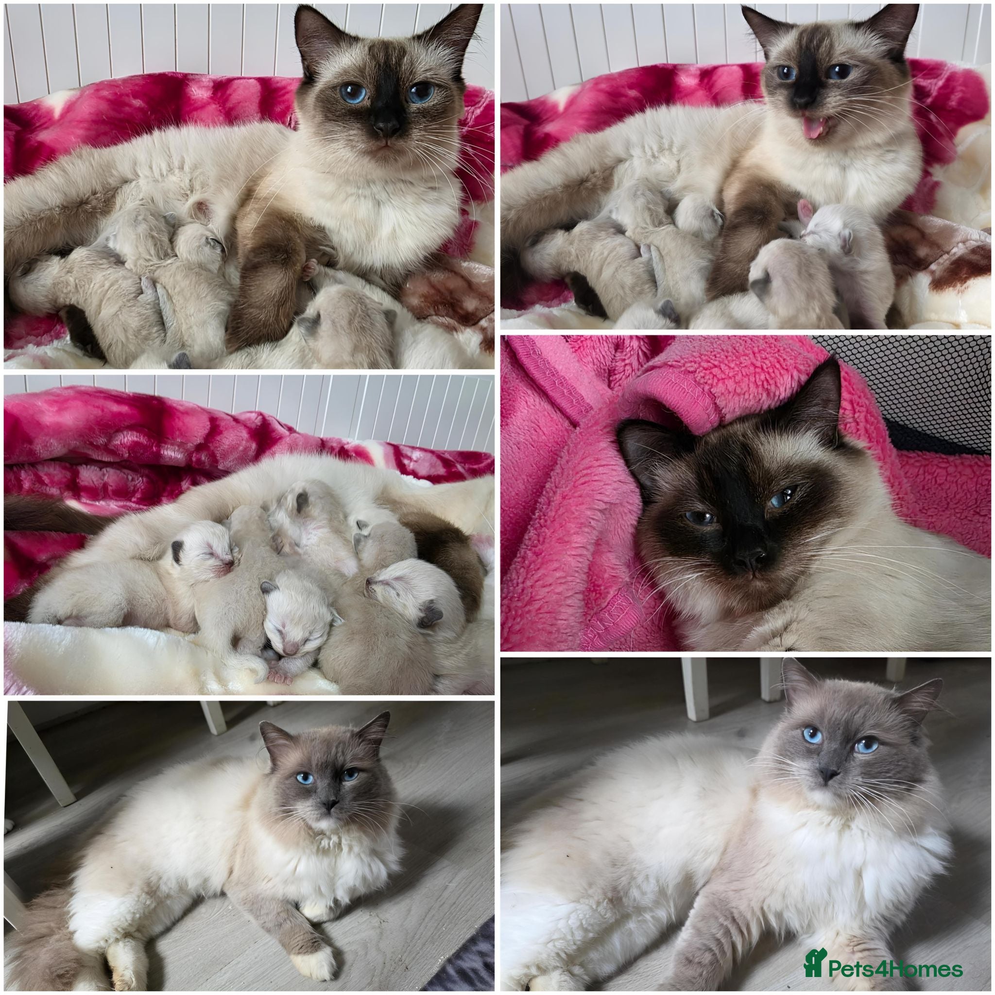 Ragdoll cats Ragdolks kittens-Reservation open😻😺🩵❤️ - Advert 1