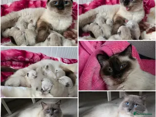 Ragdoll cats Ragdolks kittens-Reservation open😻😺🩵❤️ - Advert 1