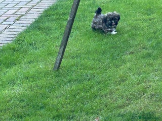 Havanese dogs Three beautiful Havanese - Advert 1