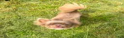 Chihuahua dogs for sale: Beautiful KC Chihuahua boy READY NOW  - Advert 8