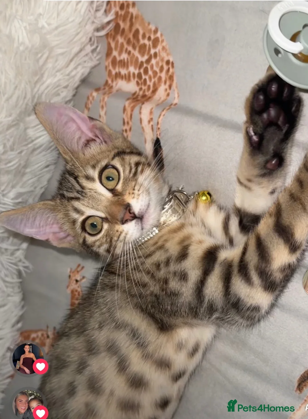 Bengal cats for sale: Bengal kitten for sale  - Advert 2