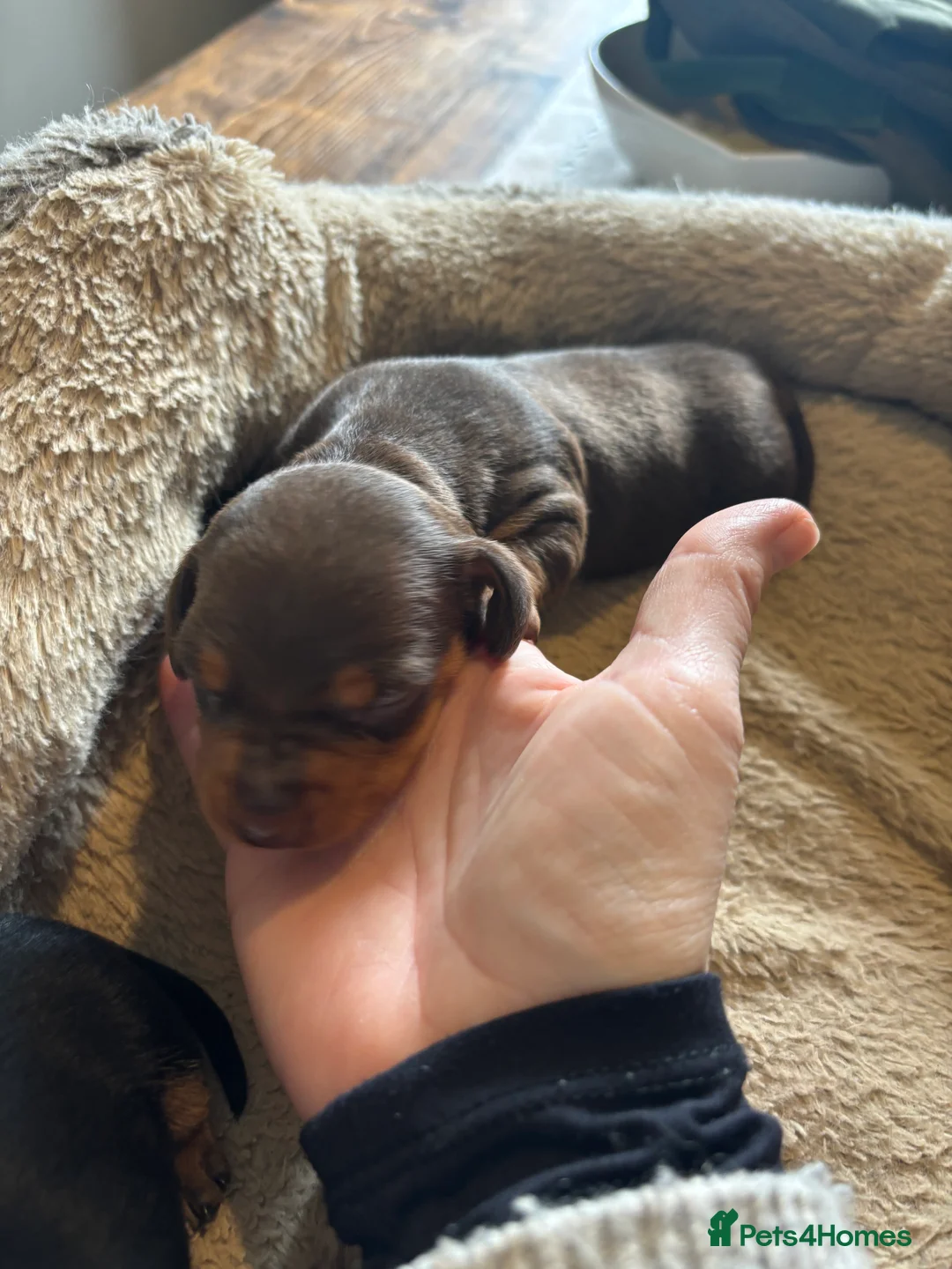 Miniature Dachshund dogs for sale: Miniature dachshund puppies - Advert 6