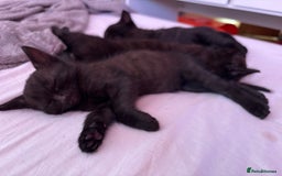 Mixed Breed cats for sale: Kittens for sale  - Image 4