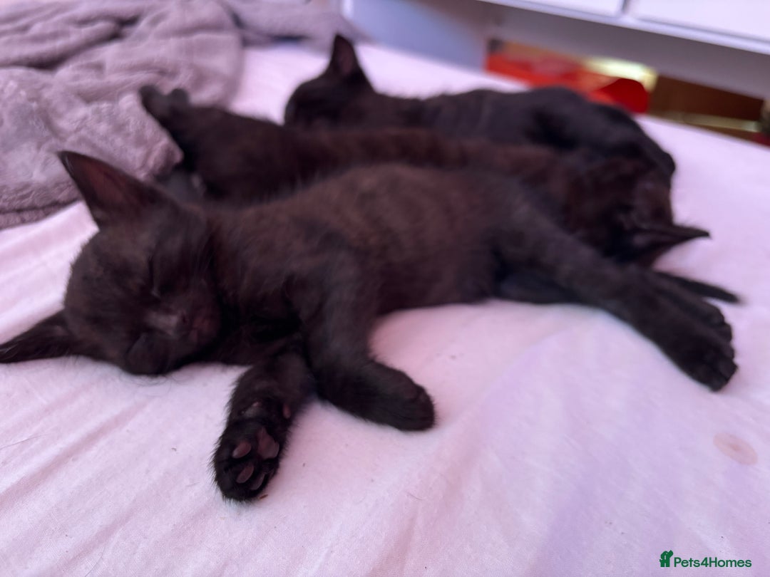 Mixed Breed cats for sale: Kittens for sale  - Image 4