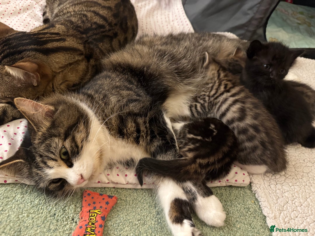 Ragdoll cats for sale: ✨ Exquisite Ragdoll-Bengal Baby Kittens ✨ - Advert 22