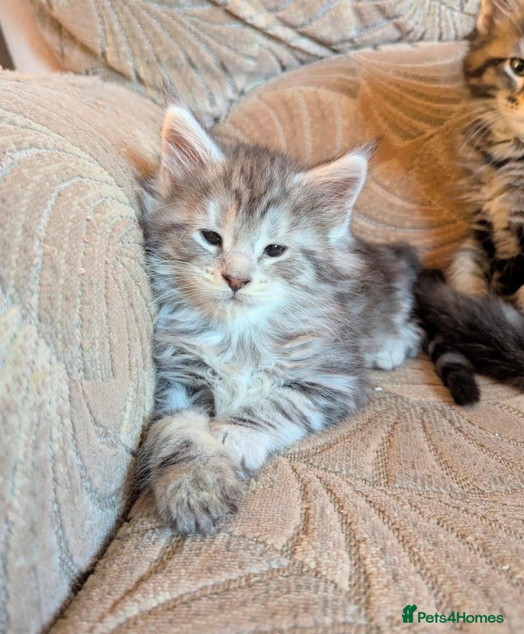 Maine Coon cats for sale: 🎄3 Purebred Maine Coon Girls – Ready 23 Dec 🎄 - Advert 3