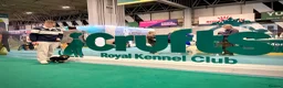 Miniature Dachshund dogs for stud: KC Registered - Health Tested - Proven Stud Dog 🏅 - Advert 4